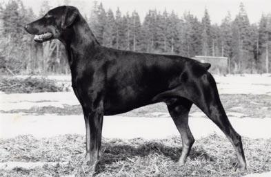 INTUCh SUCh SLCh S(DRAG)Ch FACTUM S CIRRUS-CLOUD S 37708/83h född: 1983-06-03 e: NUCh SFUCh Doberhill Black Marco N 10578/78h u: SBCh Korad Factum s Afra S 20666/80h Uppfödare: Bo o Maud Ehlin Ägare: