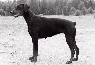 LP FACTUM S DAISY S 35293/84h född: 1984-05-21 e: NUCh SFUCh Doberhill Black Marco N 10578/78h u: SBCh Korad Factum s Afra S 20666/80h Uppfödare: Bo o Maud Ehlin Ägare: Kari Huusko, Dalsjöfors Höjd