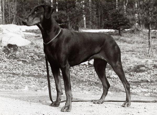 S(DRAG)Ch FACTUM S DEWI S 35294/84 född: 1984-05-21 e: NUCh SFUCh Doberhill Black Marco N 10578/78h u: SBCh Korad Factum s Afra S 20666/80h Uppfödare: Bo o Maud Ehlin Ägare: Maj Johansson, Vimmerby
