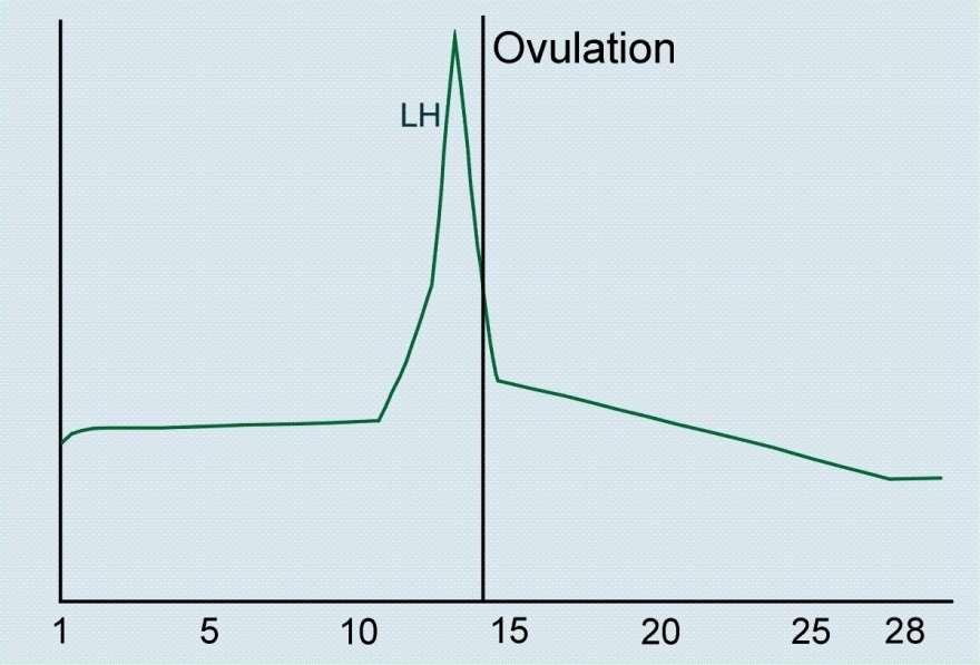 LH-peaken Preparation för meios. Luteinisering av granulosa celler påbörjas.