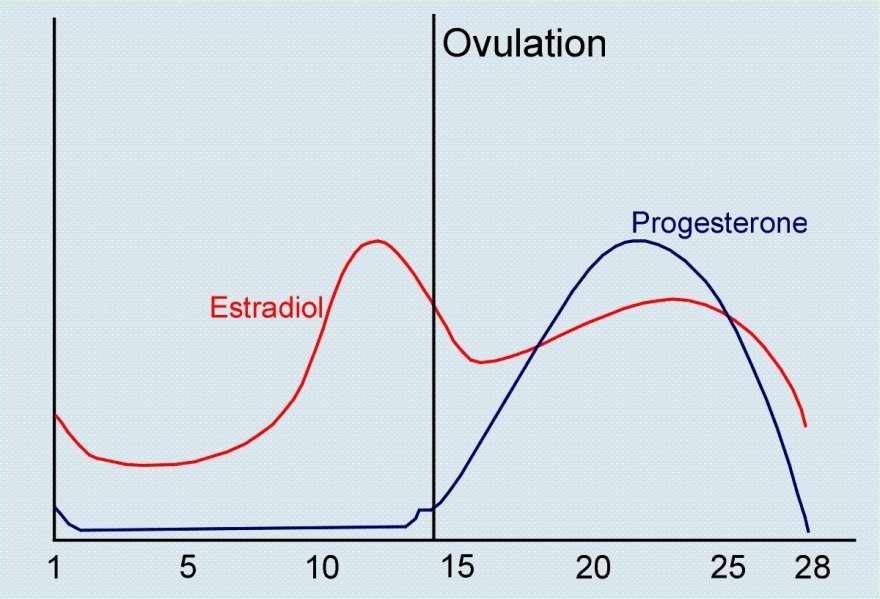 Sen lutealfas Progesteron och estradiolnivåer sjunker pga luteolys av corpus luteum.