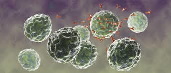 sänkning av T-celler Variable CVID n=285 n=28 p Median CD3+ lymphocyte count 1139 x 10(6) cells/l (ref 780-2070 ) 422 x 10(6) cells/l 0.