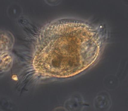 Biovolym (mm³/l) Resultat Biovolymen av växtplankton var stor respektive mycket stor i juni och juli (Tabell 1). Den stora biovolymen tyder på att stationen ligger i ett näringsämnesbelastat område.