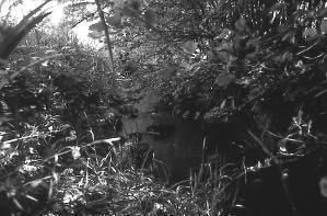 E9. Vege å, Snattabäcken 2000-08-23 Lokalkoordinater: 621125-133112 Provyta: 40 m 2 Altitud: 65 m Lokalens längd: 36 m Avfiskad bredd: 1.1 m Medeldjup: 0.1 m Maxdjup: 0.25 m Vattenhastighet: 0.