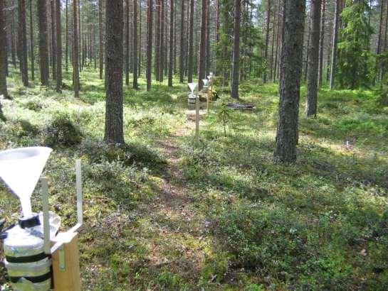 Norrbottens län Gammelgården (BD 01): Provyta norr om Kalix med 77-årig tallskog och ståndortsindex T18. Tallskogen är relativt gles och ca 20 m hög. Jordmånen är en relativt välutvecklad podsol.