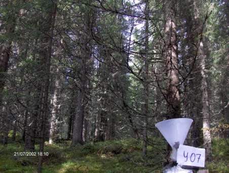 Storulvsjön (Y 07): Ytan utgörs av 80-årig granskog med ståndortsindex G20. Mätning av deposition och markvatten startade hösten 1996.
