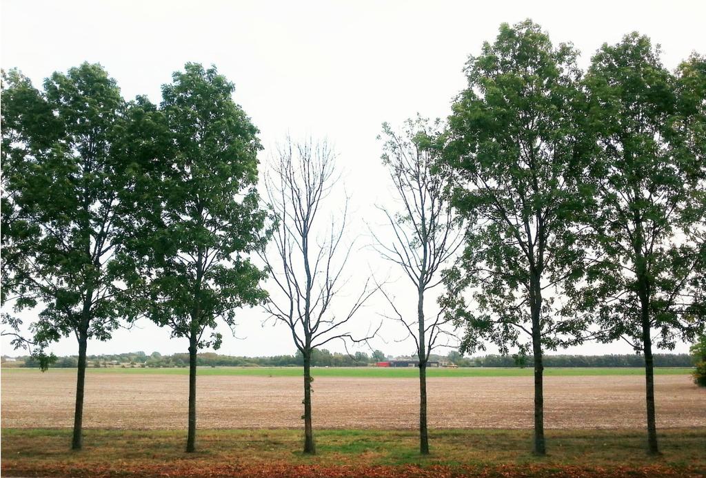 Performance of susceptible and tolerant juvenile Fraxinus excelsior infected by Hymenoscyphus fraxineus, the invasive pathogen causing ash dieback Axelina Jonsson Supervisor: