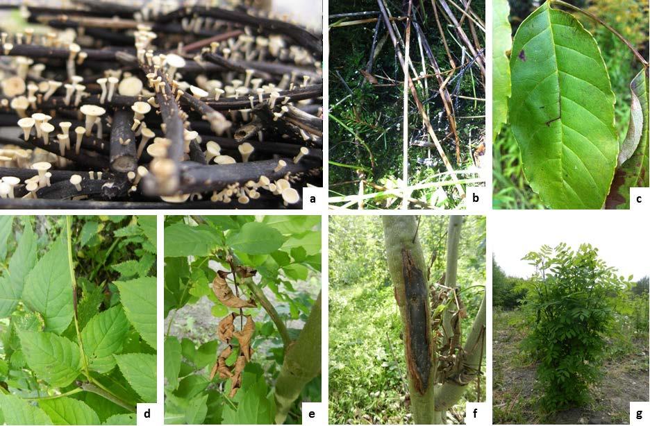 Since the infection leads to girdling of rachises the leaf can wilt and this is also considered an early visible symptom (Figure 3 e).