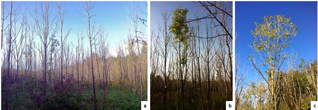 Aim The aim with this thesis is to evaluate the tolerance of selected F. excelsior genotypes to damage caused by H. fraxineus.