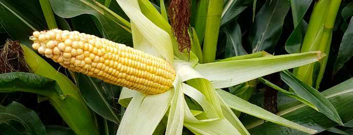 Växtnäring fodermajs Med rätt tillförsel av växtnäring utnyttjas majsgrödans skördepotential maximalt. Majs har ett stort fosforbehov jämfört med vallen. Glöm inte bort att även tillföra mikronäring.