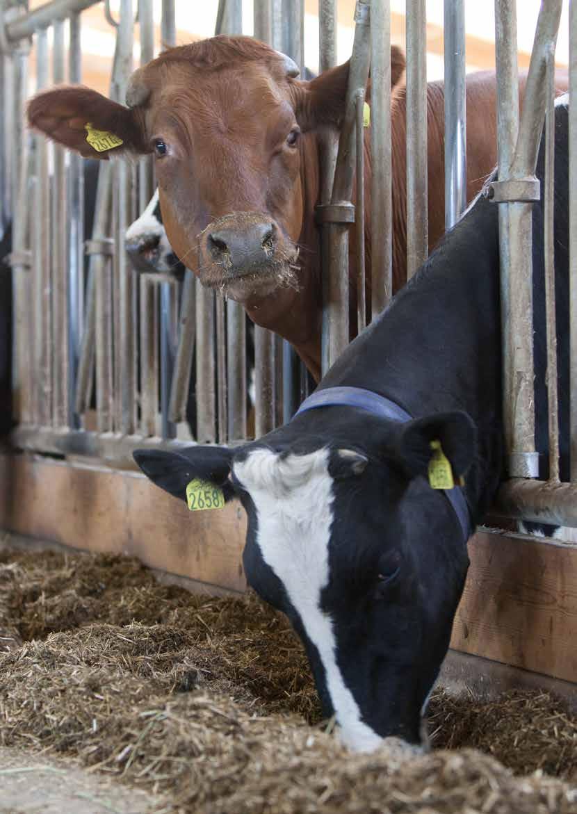Kraftfoder Optimera produktionen - välj kraftfoder som passar till ditt grovfoder Det är ingen överdrift att påstå att foder är det viktigaste styrmedlet för såväl kött- som mjölkproduktion.