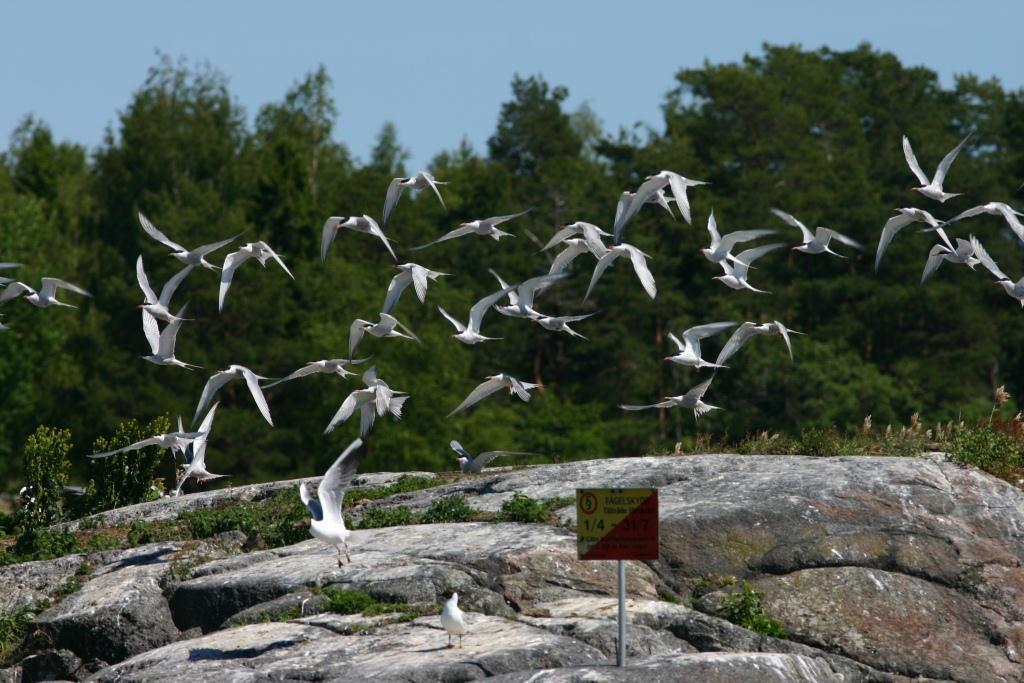 fisktärna, som vill ha öppna ostörda skär för sin häckning.