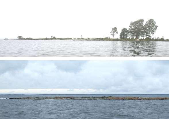 Tuvor med gräs och starr samt småbuskar av vide och klibbal växer lite varstans. Fåglar: Lokal för i första hand trutar och andfåglar.