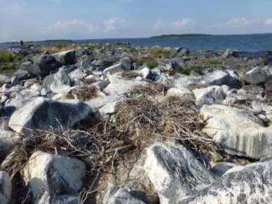 Raholmens laxhallar vid skarvräkningen 7