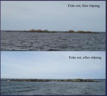 50603 Klintarna (södra ön) före första röjning 50603