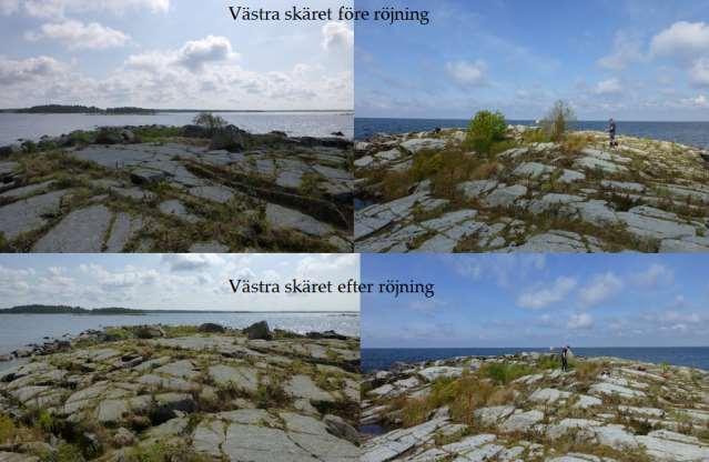 Fåglar: Dominerande arter är gråtrut, (3-35 ex), fiskmås (2-40 ex) och fisktärna (2-35 ex).