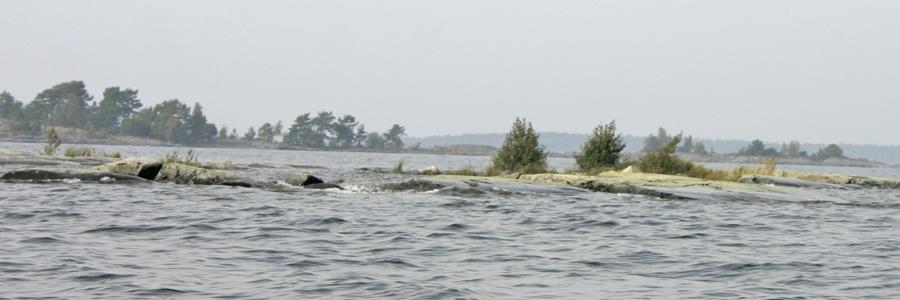 Fåglar: Tidigare oregelbunden fågelförekomst, tomt flera år i rad fram till 2006.