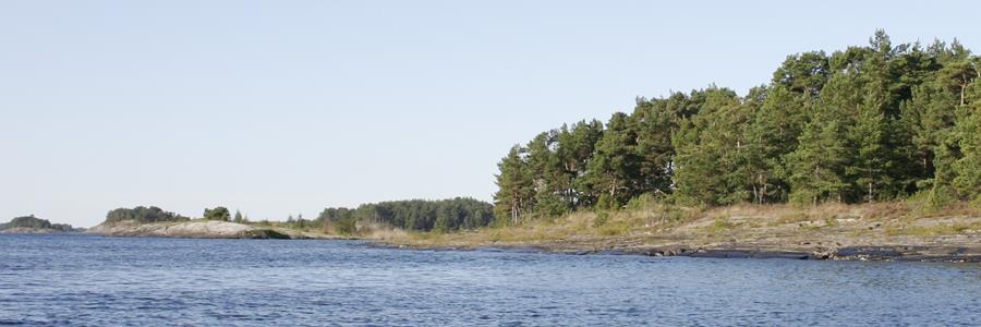 30610 Södra skäret, vy från norr före röjning.