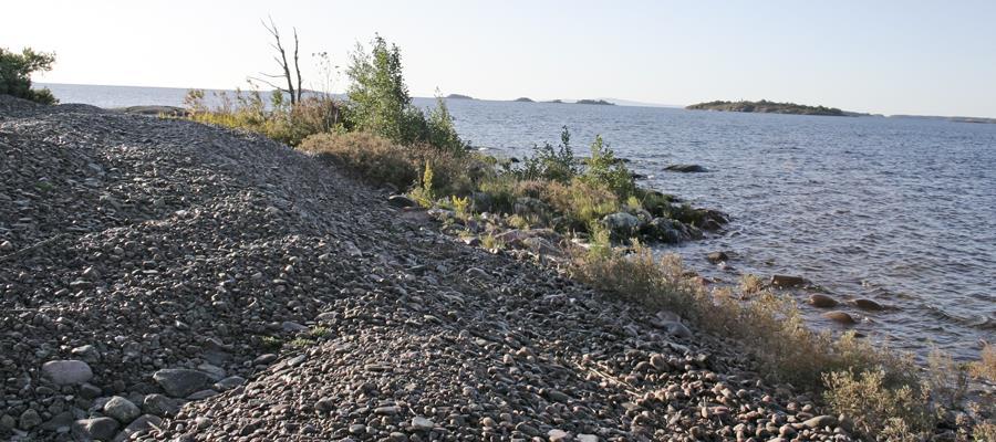 (Ladholmen i bakgrunden) före röjning. Foto 2011.