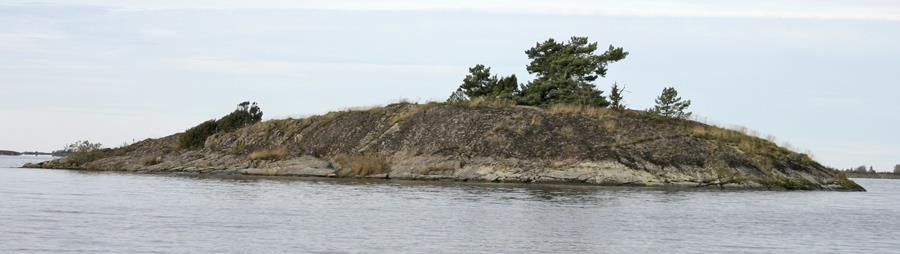 Enstaka småtall, björksly och klibbal har fått fäste på skären. Fåglar: Oregelbundet och fåtaligt uppträdande av fåglar. Lokalen har varit helt tom sex av åren sedan 2005.
