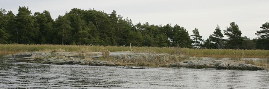 Enstaka småtall, björksly och klibbal börjar få fäste på skären. Skyddat läge norrut, men risk för överspolning vid frisk sydlig vind. Fåglar: Oregelbundet och fåtaligt uppträdande av fåglar.