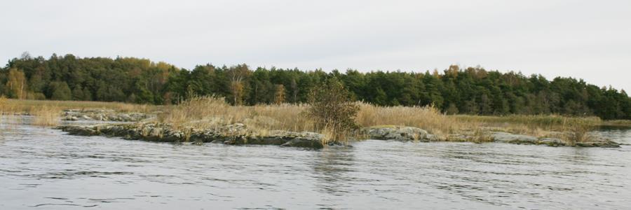 30908 mittersta skäret, vy från söder före röjning. Foto 2011.