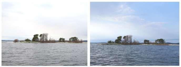 Övriga arter är småskrake, gräsand, drillsnäppa, fisktärna, storlom, strandskata, kråka, grågås, storskarv, havstrut och silltrut.