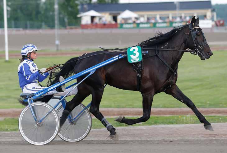 månadens häst maj2013 Västerbo Fantast Hingst 3 år e. Mr Pine Chip (US) u. Fassia L.B. (IT) ue.