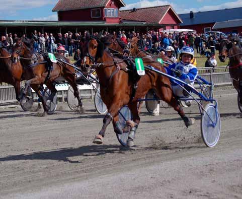 nyhetsbörsen maj2013 130502 Blue Star Miracle infriade förväntningarna Blue Star Miracle spelades till stor favorit på Lindesberg igår.