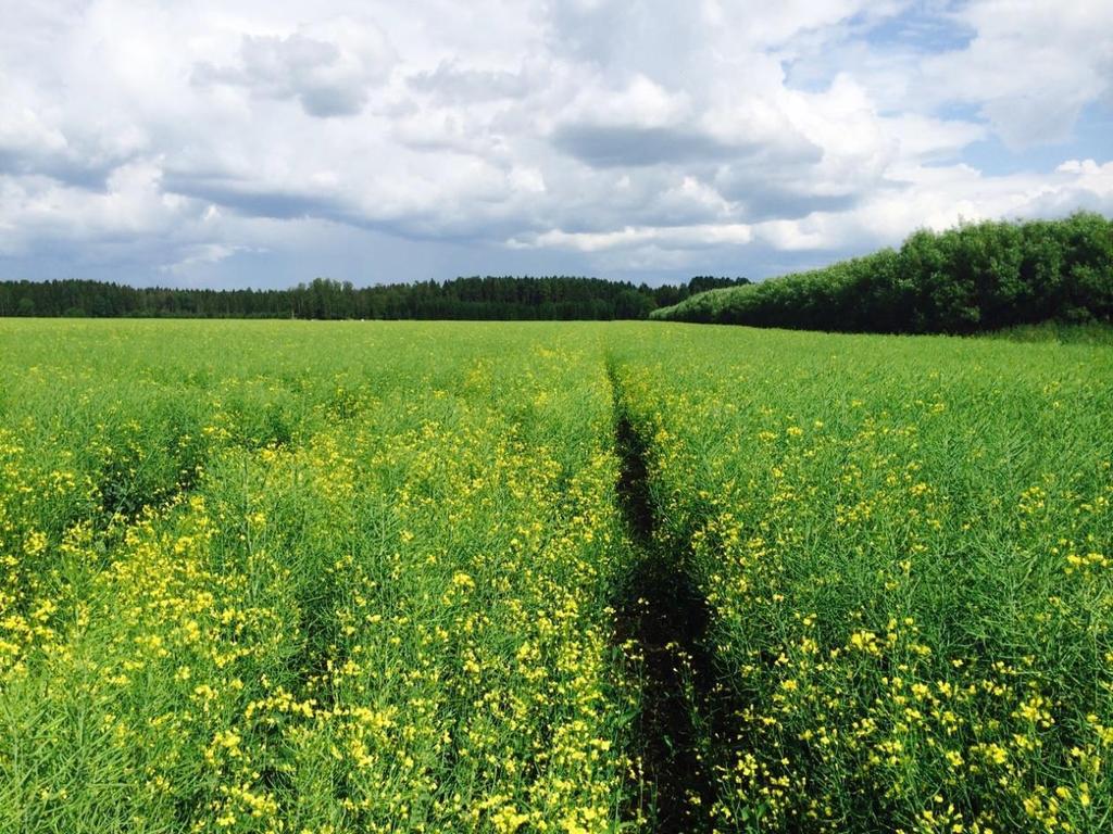 Rapsen var på väg att blomma över 13 juli.