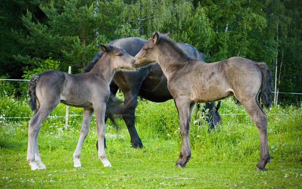 Monster Trav Stuteri Vi både skickar och tar emot sperma från både kallblods- och varmblodshingstar. Välkommen med ditt sto till oss under 2019!