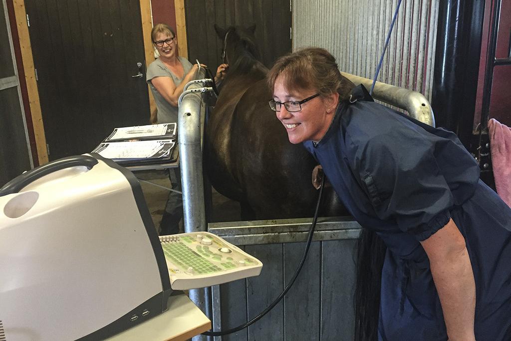 Veterinärens pris Alla sommarens undersökningar ultraljudskontroller före betäckning samt dräktighetsundersökning ingår i priset. 2.000 + moms (2.