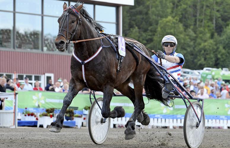 Mycket intressant stamtavla ger ofta låg inavelsprocent! Vinnare av Roger N Olssons Minneslopp för femåringar på 23,4 m och Stora Fyraåringsloppet på Bergsåker. Levande föl.