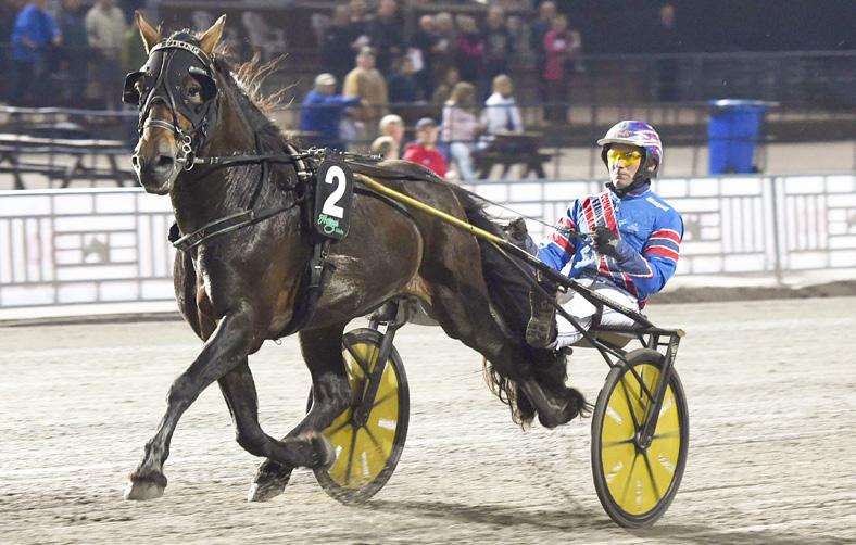 Niclas Torstemo om PYDIN Pydin har varit en talang med hög kapacitet hela tiden. Stammen är jättebra och hans storlek (162 cm) borde gynna hela kallblodsrasen.