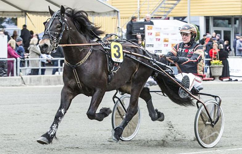 Avkommor med hög segerprocent Vilken hingst passar bäst till ditt sto? Tekniskt fulländad en fantastisk individ Ung toppstammad supertravare Styrka, teknik, exteriör, speed, löpskalle, låg inavel.