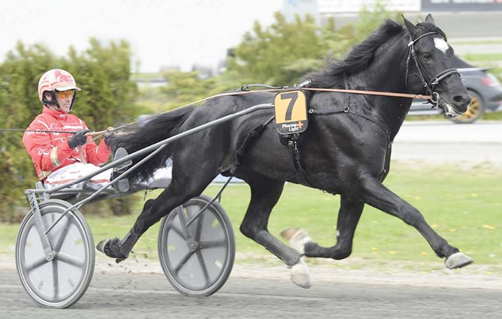 Har lämnat flera sergerstaplare som Finseth Yr (14 starter 10 segrar), Art Miklagard (17 segrar)! Bokning...0 sek Levande föl.