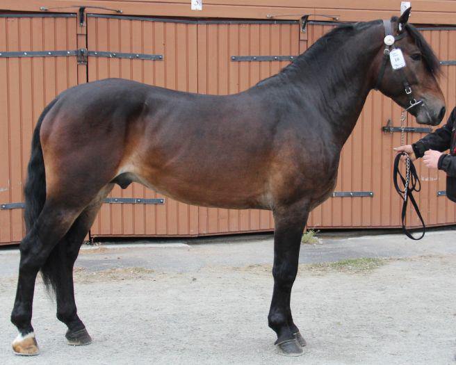 MJÖLNER HERKULES Avelsindex 124