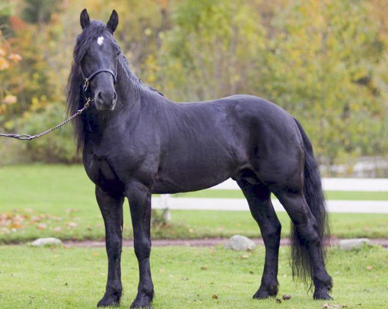 Norheim Elle (Elding) PYDIN