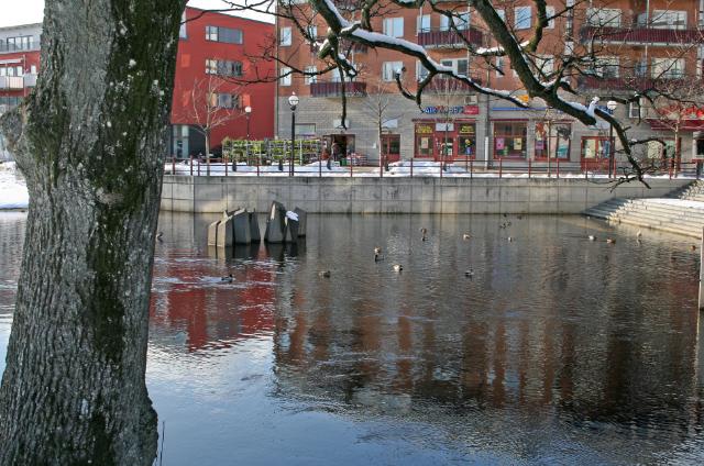 11 Fågellivet är förhållandevis art- och individrikt på denna delsträcka. Förutom någon enstaka observerad forsärla har bl.a. noterats varnande mindre hackspett, Dendrocopos minor, (rödlistad som NT), vid två av inventeringstillfällen i sumpskogsbestånden nedströms bron vid Mölndalsvägen.