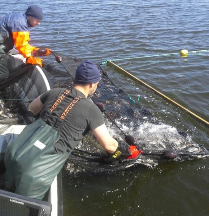 Reduktionsfiske i Växjösjöarna 5 (24) BAKGRUND OCH GENOMFÖRANDE Växjö kommun har i flera decennier arbetat med att minska övergödningen i Växjösjöarna.