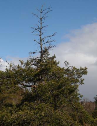 Förekomst v törskte (Cronrtium flccidum, Peridermium pini) på tll (Pinus sylvestris) i reltion till mrkfuktighet och fältskikt En studie om 2-tlets törskteepidemi i norr Sverige Occurrence of