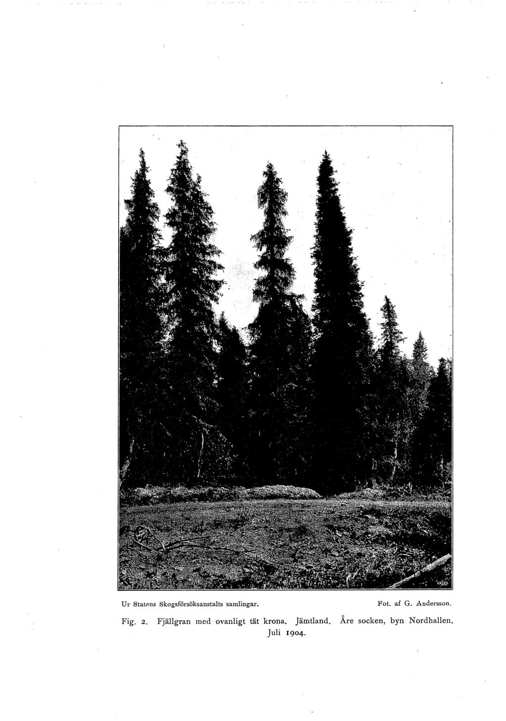 Ur StatP.ns skogsförsöksanstalts samlingar. Fot. af G. Andersson. Fig. 2.