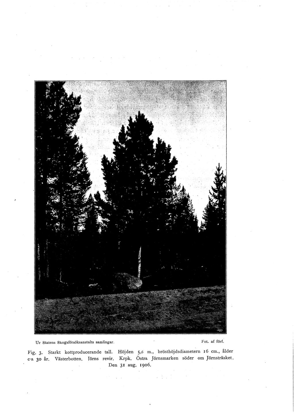 Ur Statens skogsförsöksanstalts samlingar. Fot. af förf. Fig. 3. Starkt kottproducerande tall. Höjden 5,6 m.