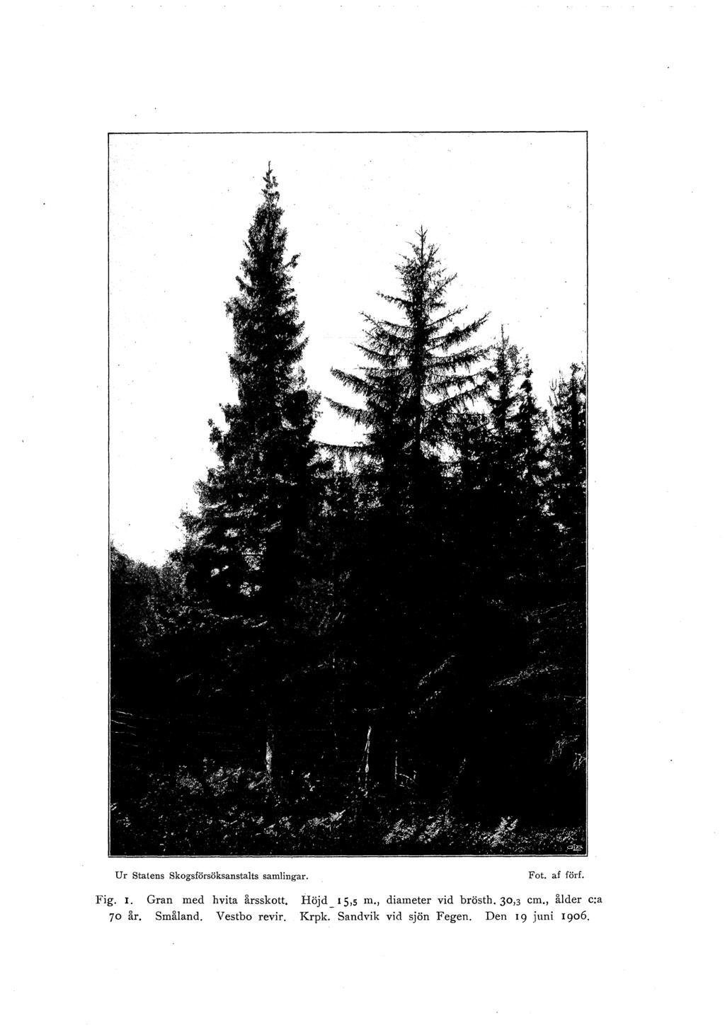 u r statens skogsförsöksanstalts samlingar. Fot. af förf. Fig. 1. Gran med h vita årsskott. 70 år. Småland.