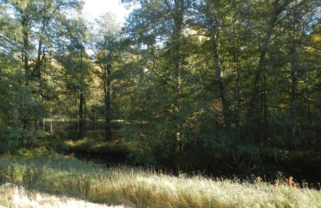 I anslutning till väg 582, vid sjön Åmmelångens nordspets, ligger ytterligare ett område inom naturvårdsprogram. Området Moränkulle vid Linnefors (82:104) är klassat som klass 3, högt värde.