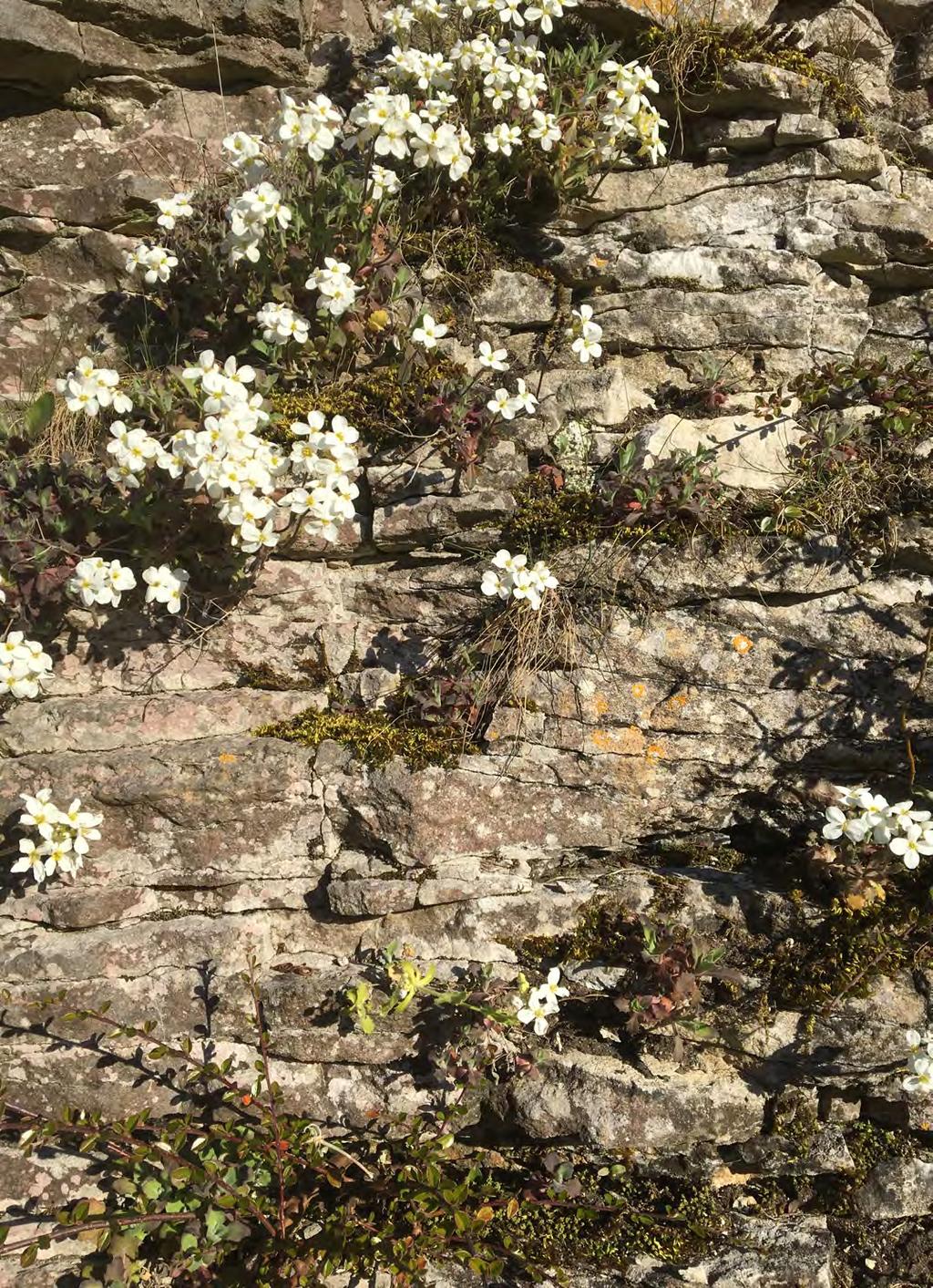 Plan för innovation i VA-försörjningen Gotlands har speciella förutsättningar för vattenförsörjning och omhändertagande av spillvatten, med en säregen geologi, stora årstidsvariationer i behov och