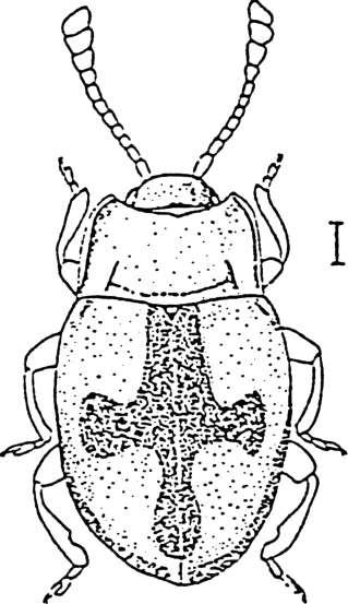 Arten är karaktäristisk med de två yttersta starkt förlängda antennlederna. Callicerus obscurus Grav. Atheta obtusanaula Jov. Ett nytt landskapsfynd för Södermanland.