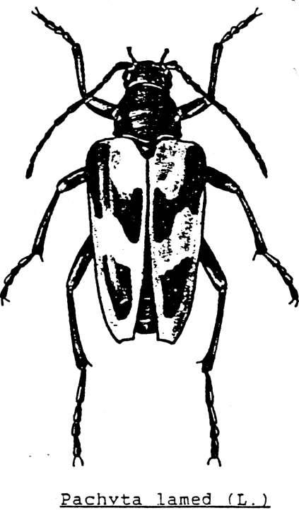 Sid.12 INSEKTINVENTERING på MUSKÖ... forts... MYCSTOPHAGIDE, VEDSVAMPBAGGAR MyretoPhaaus poouli?abr. Arten är utbredd över hela Sverige men sällsynt. Utvecklas och lever i lövträdssvampar.