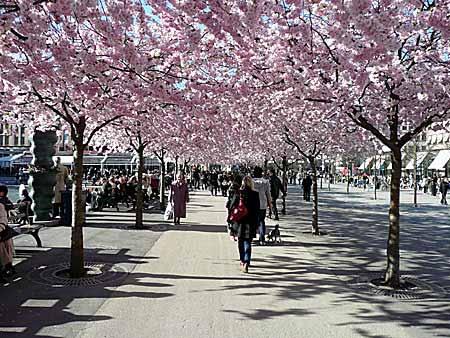 Idag används Calanderparkens gräsmatta för picknick, då det är soligare där, men detaljplanen medger butikslokaler i bottenplan vid Carlandersplatsen, så