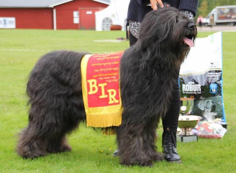 Piia Nora ordforande@briardklubben.